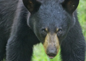 Bears stare down