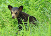 Cub in the grass