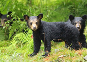 Family cubs