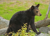 Female Yearling