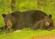 Mother and yearling