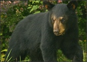 A Cub in August