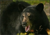 Bear yawn