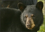 Cub and Mother