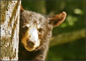 Excellent tree climber