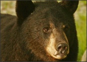 Female with distinctive chest markings