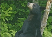 Tree rubbing female