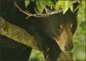 Yearling female in wild cherry tree