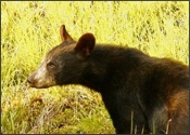 Yearling male in June - NO SASQUATCH HERE