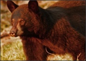 Yearling male at dusk in early May