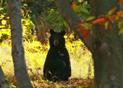 Curious Cub