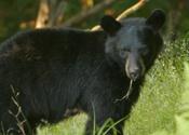 Eating Grass