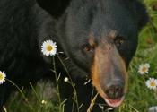 Flower Girl