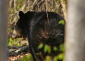 Woods bear