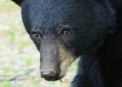 Curious Juvenile