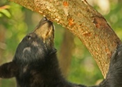 Tree climber