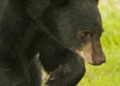 Yearling Female