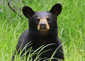 Curious yearling