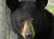 Female yearling