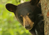 Male yearling