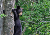 Tree Climber