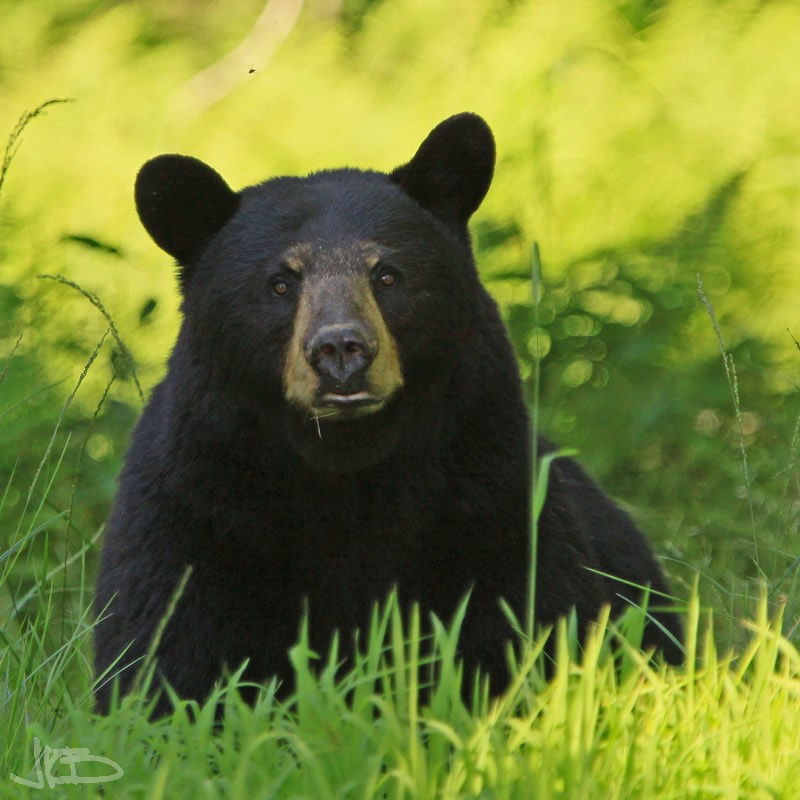 2012 Black Bears - WV Black Bears - Jim Blackwood Photographer