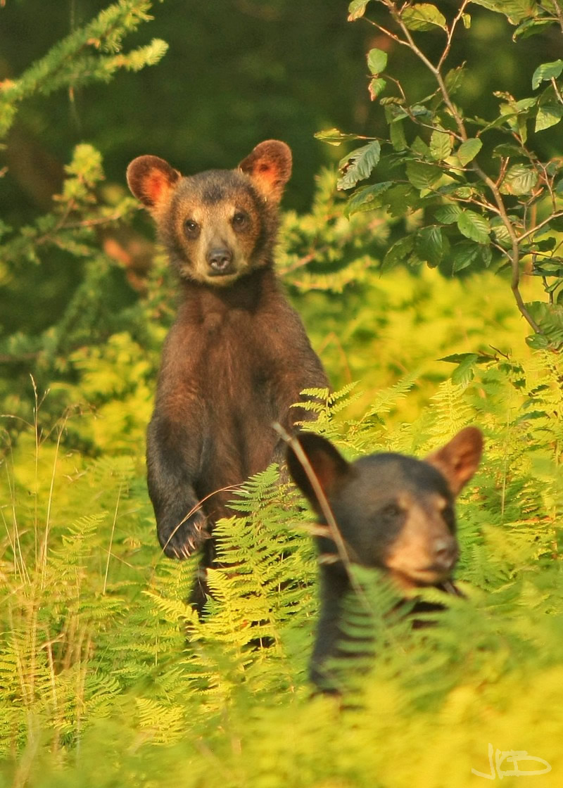 2012 Black Bears WV Black Bears Jim Blackwood Photographer