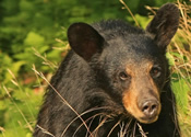 Bear necklace