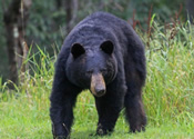 Big male on the mountain