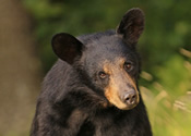 Bear necklace