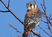 American Kestrel