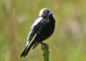 Bobolink