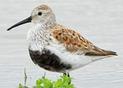 Dunlin Sandpiper