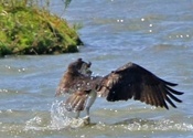 Fishing Osprey