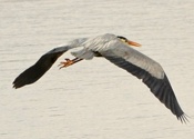 Great Blue on a Gray Day