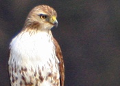 Juvenile Red-tailed