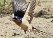 Nest Building Barn Swallow