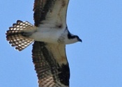 Osprey