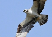 Osprey with Lunch