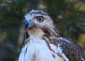 Red-tailed Hawk