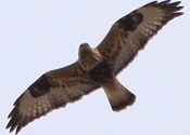 Rough-legged Hawk