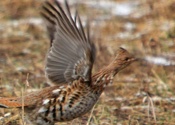 Ruffed Grouse