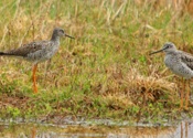 Sandpiper Meeting