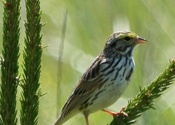 Song Sparrow