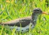 Spotted Sandpiper