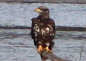 Subadult Bald Eagle