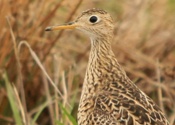 Upland Sandpiper