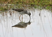 Yellow Legs Sandpiper