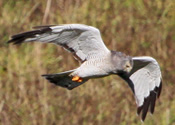 Adult Harrier