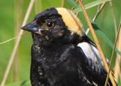 Bobolink